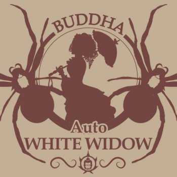 Buddha Seeds Auto White Widow semena neobsahují THC 1 ks