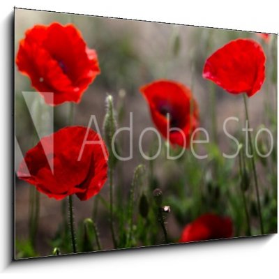 Obraz 1D - 100 x 70 cm - Red poppy on green weeds field. Poppy flowers.Close up poppy head. red poppy. Papaver rhoeas Červený mák na poli zeleného plevele. Květy máku. Z