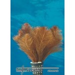 Myriophyllum tuberculatum – Sleviste.cz