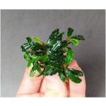 Bucephalandra Brownie Adinda – Zboží Dáma