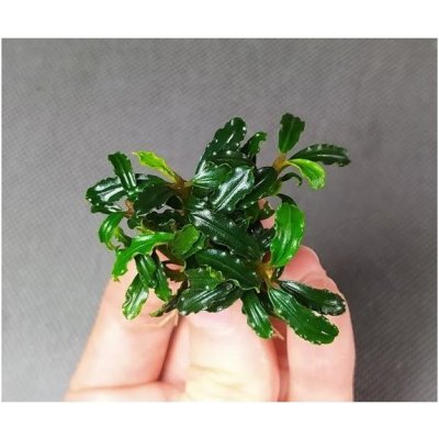 Bucephalandra Brownie Adinda – Zboží Dáma