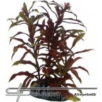 Hobby Nesaea 13 cm umělá – Zboží Mobilmania