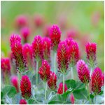 Jetel červenavý Trifolium rubens semena jetele 50 ks – Sleviste.cz