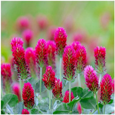 Jetel červenavý Trifolium rubens semena jetele 50 ks – Sleviste.cz