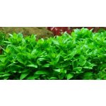 Staurogyne repens - Staurogynus plazivý – HobbyKompas.cz