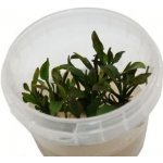 Cryptocoryne lutea Hobbit – Zboží Dáma