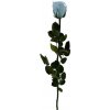 Květina Stabilizovaná růže - světle modrá