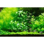 Lobelia cardinalis - Lobelka šarlatová – Zboží Dáma