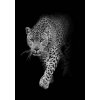 Přání Pohlednice 3D - Leopard B & W