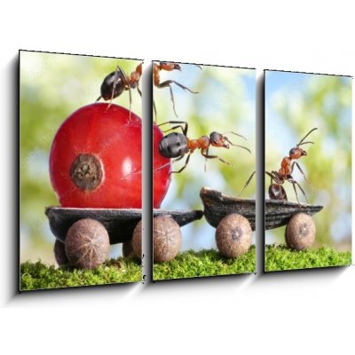 Obraz 3D třídílný - 90 x 50 cm - ants deliver red currant with trailer of sunflower seeds mravenci dodávají červený rybíz s přívěsem slunečnicových semen – Zboží Mobilmania