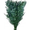 Květina Stabilizované listy - větve Ruscus 60cm - tmavě zelené
