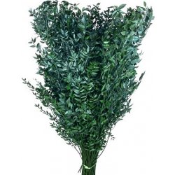 Stabilizované listy - větve Ruscus 60cm - tmavě zelené