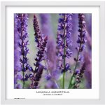 Tradag Rámeček Natura bílý 40x40 – Zboží Mobilmania