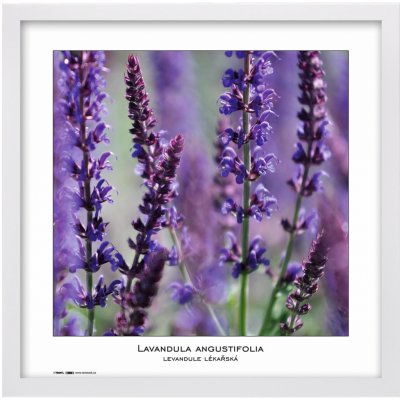 Tradag Rámeček Natura bílý 40x40 – Zboží Mobilmania