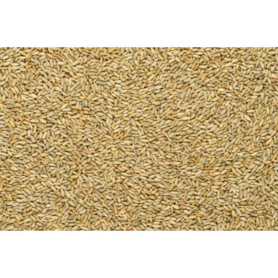 ProBio Žito ozimé BIO 25 kg – Zboží Dáma