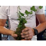 Oblíbený kreativní kurz: Výroba kokedamy v Praze – Hledejceny.cz