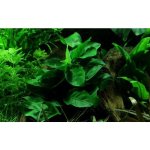 Anubias barteri nana – Zboží Dáma