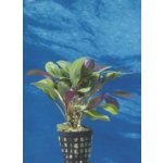 Lobelia cardinalis - Lobelka šarlatová – Zboží Dáma