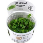 Hydrocotyle tripartita - Pupečník trojdílný – Hledejceny.cz