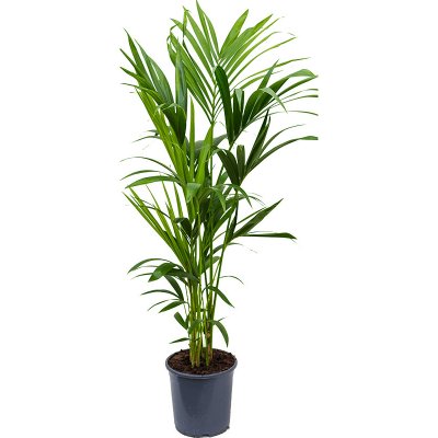 Gardners Howea Forsteriana, průměr 19 cm Kencie, rajská palma – Hledejceny.cz