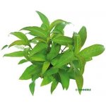 Hygrophila corymbosa Stricta – Zboží Dáma
