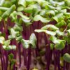 Osivo a semínko Microgreens Červené zelí na microgreens, 50 g