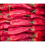 BIO Paprika Korosko Capsicum annuum bio semena papriky 6 ks – HobbyKompas.cz
