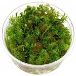 Rotala wallichii - Kolovka Wallichova