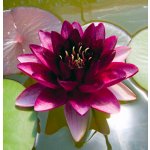 Nymphaea 'Perry Almost Black' – košík 11x11 cm – Zboží Dáma