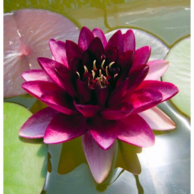 Nymphaea 'Perry Almost Black' – košík 11x11 cm – Zboží Dáma