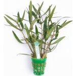 Hygrophila Araguaia – Zboží Dáma