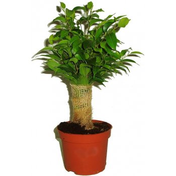 Ficus benjamina