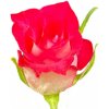 Růže CROSSFIRE 70cm (M)