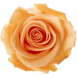 Nela Peach - broskvová (Aranž 3x stabilizovaná "věčná" růže v keramické misce) – Hledejceny.cz