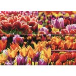 Jumbo 18364 Holandské tulipány 1000 dílků – Sleviste.cz