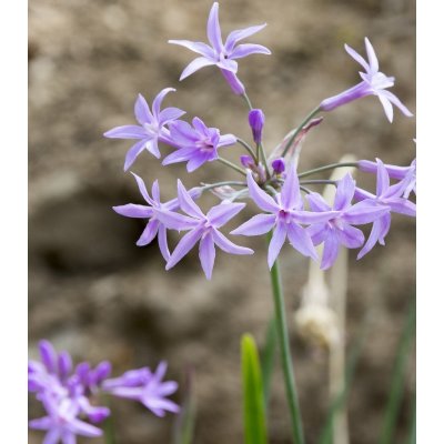 Česneková tráva - Tulbaghia violacea - semena česnekové trávy - 5 ks