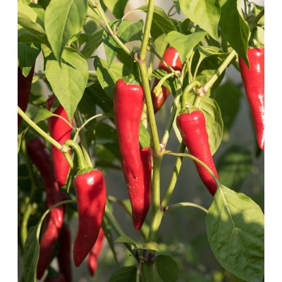 Bio Chilli Kajenský pepř - Capsicum annuum - bio semena chilli - 7 ks