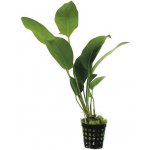 Anubias hastifolia - Anubias laločnatý – Hledejceny.cz