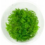 Pogostemon helferi - Pačule helferova – HobbyKompas.cz