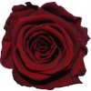 Květina Lucy 5 Burgundy - tmavě červená (Vazba 5x stabilizovaná "věčná" růže)