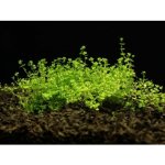 Micranthemum micranthemoides – Zboží Mobilmania