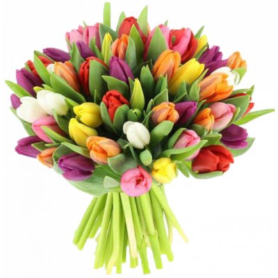 Barevné tulipány 20 Ks – Zbozi.Blesk.cz