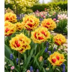 Tulipán 'Fantasy Creation' 5 ks – Zbozi.Blesk.cz