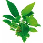 Anubias hastifolia - Anubias laločnatý – Hledejceny.cz