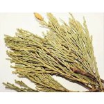 CEDAR KADIDLOVÝ – Zboží Dáma