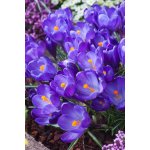 Krokus 'Ruby Giant' 10 ks – Zboží Dáma