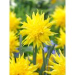 Narcis 'Rip van winkle' 5 ks – Sleviste.cz