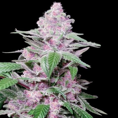 Sensi Seeds Purple Cookie Kush Research semena neobsahují THC 3 ks – Sleviste.cz