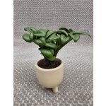 Zamioculcas Zamiifolia Zenzi mini – Zbozi.Blesk.cz