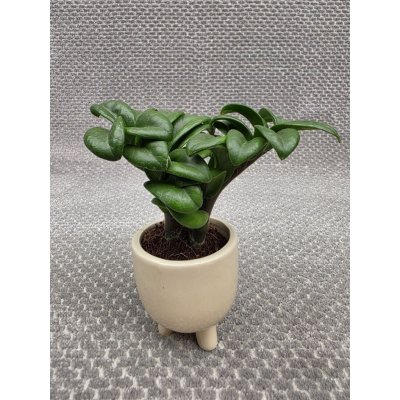 Zamioculcas Zamiifolia Zenzi mini – Zbozi.Blesk.cz